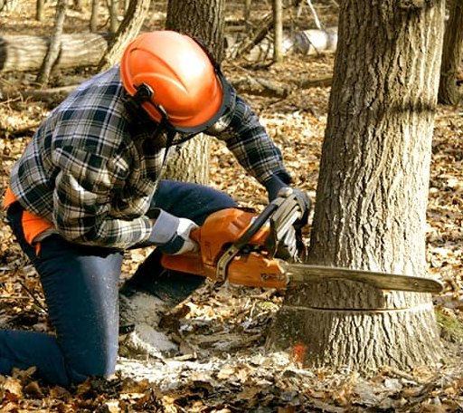 Tree Removal in Saint Bonaventure, NY